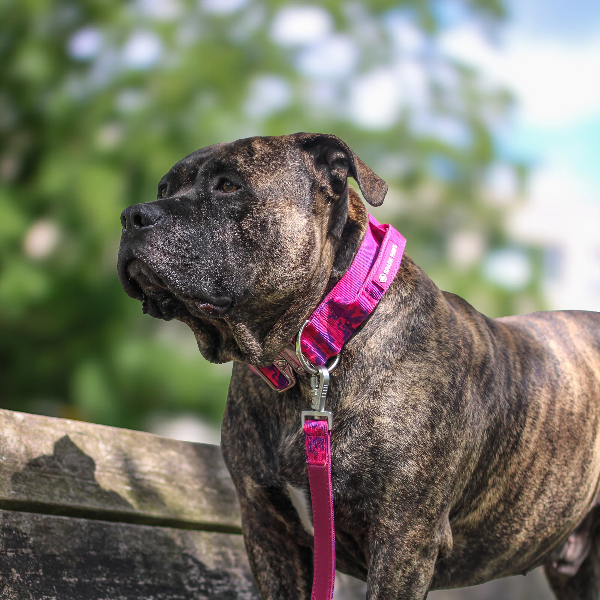 Comfort Control Collar and Multipurpose Leash Sets - Image 63