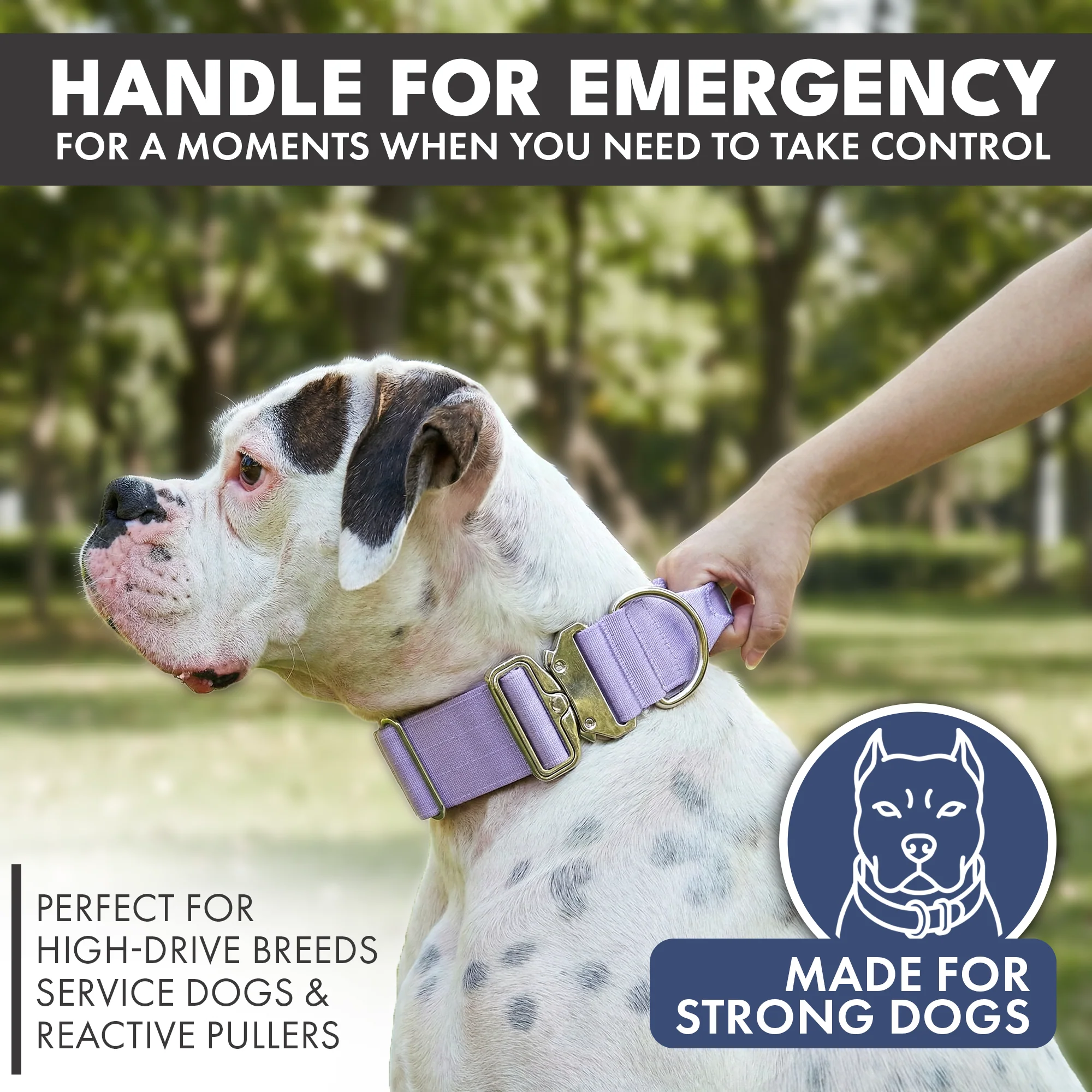 Comfort Control Collar and Multipurpose Leash Sets - Image 44
