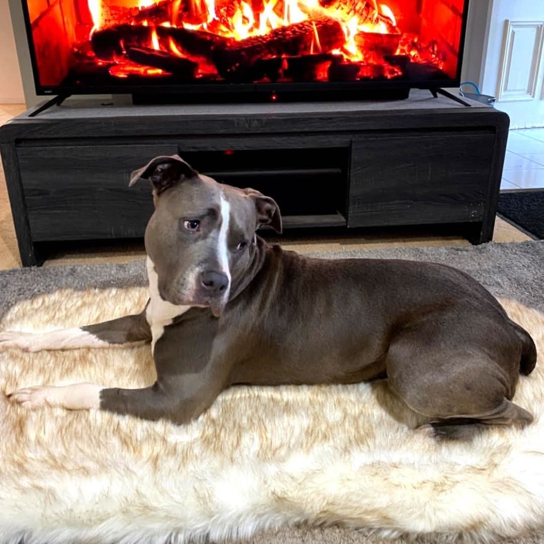 Faux Fur Memory Foam Rug Dog Bed - Image 4