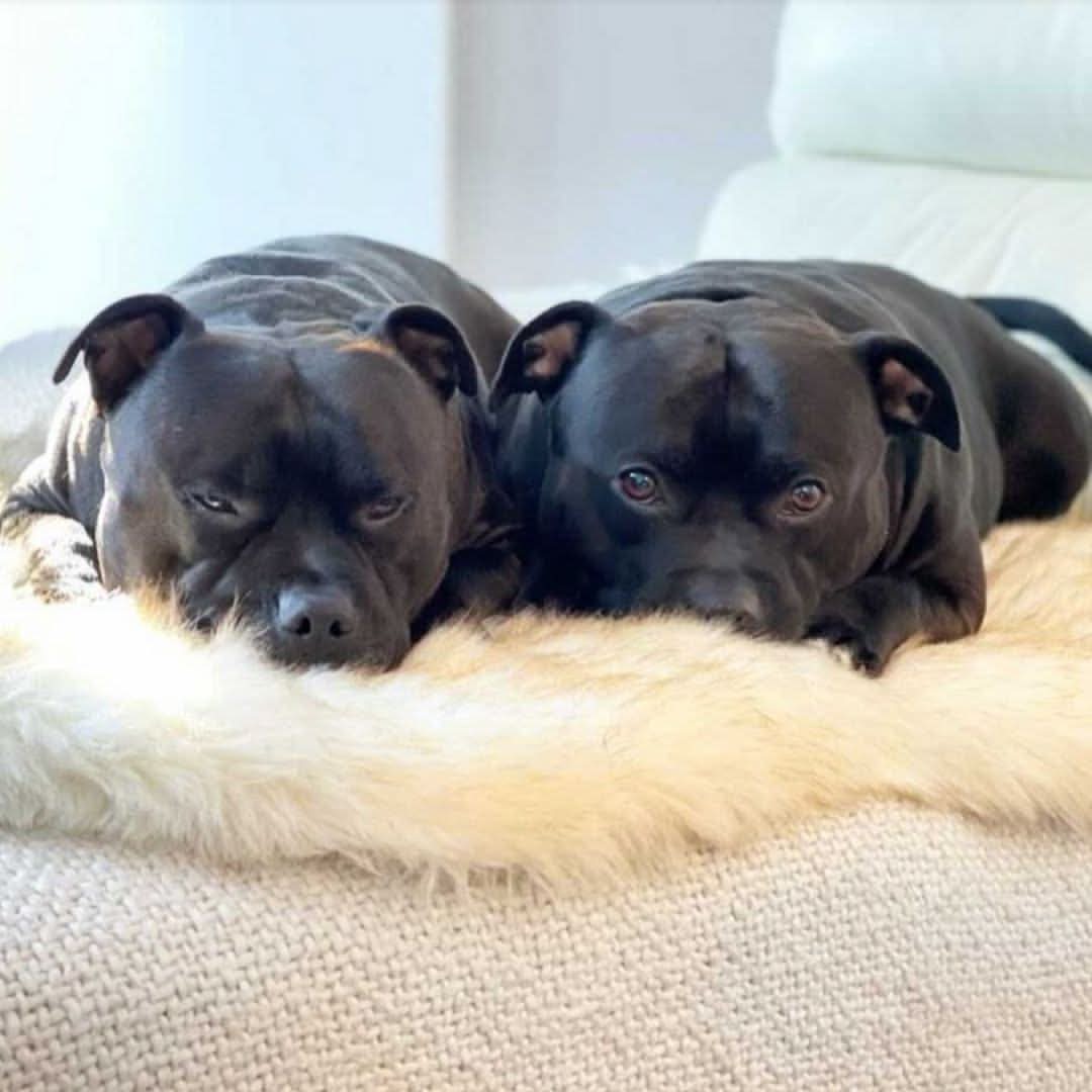 Faux Fur Memory Foam Rug Dog Bed - Image 7