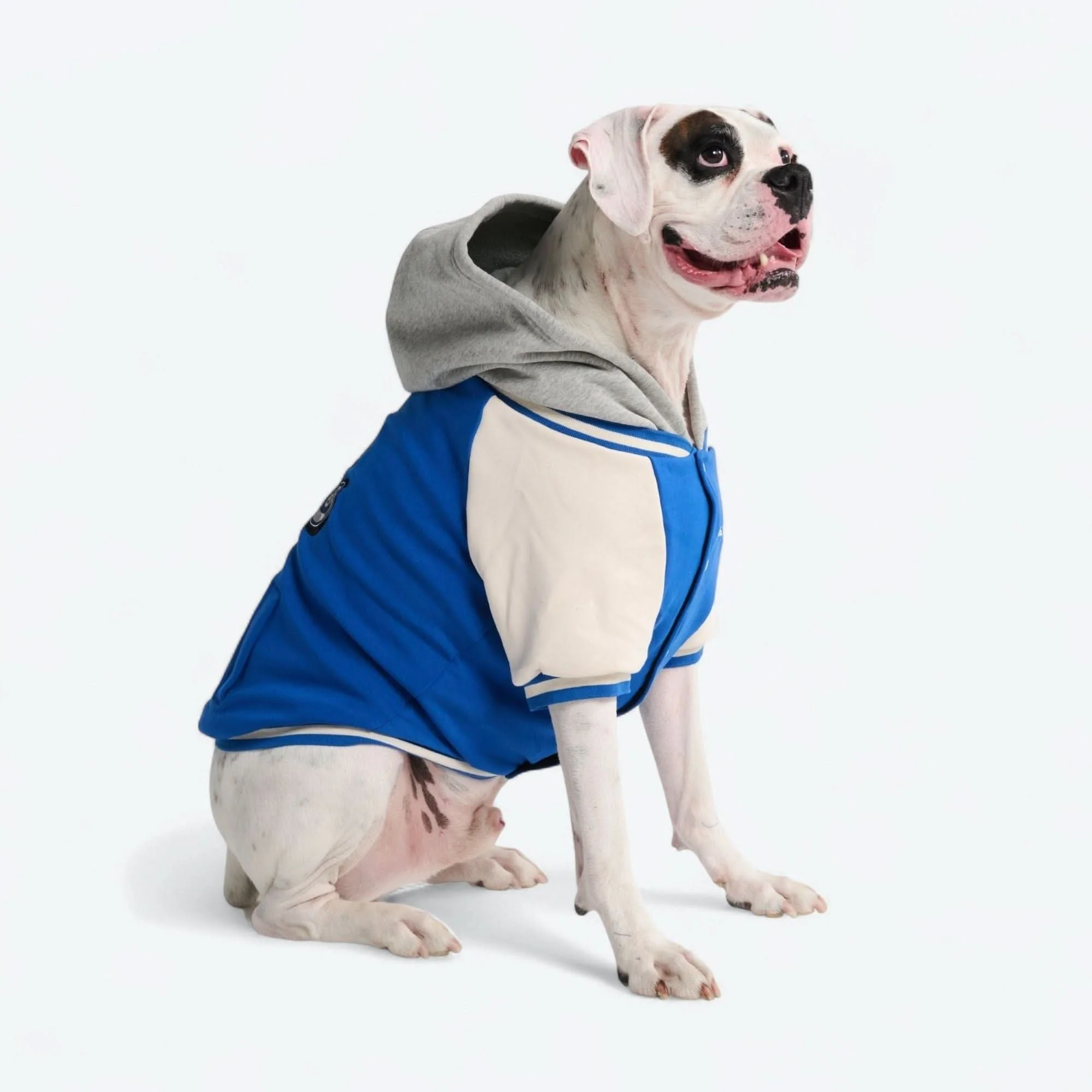 Dog Varsity Jacket - Blue - Image 8