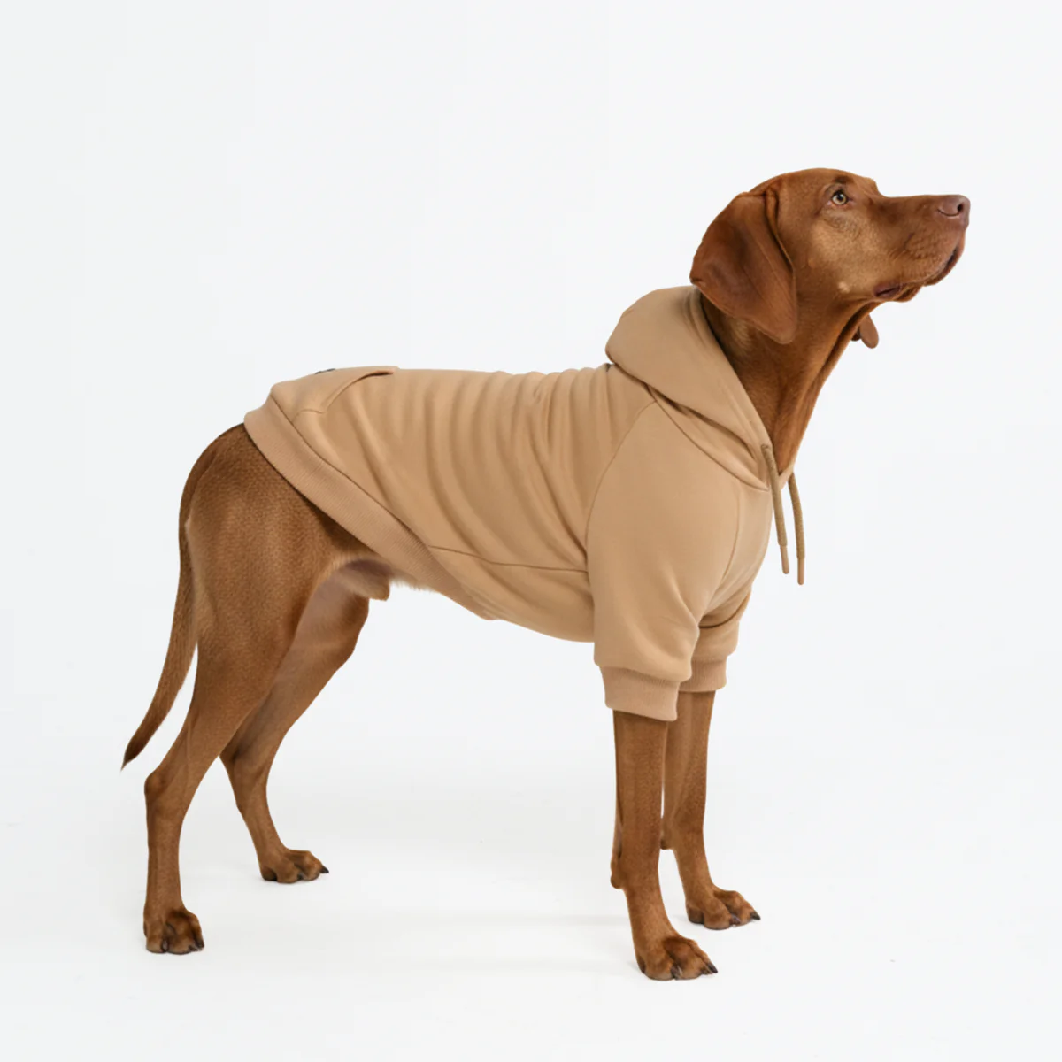 Essential Dog Hoodies - Image 113