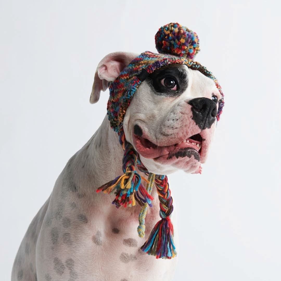 Knit Pom Pom Dog Beanie Hats - Image 4