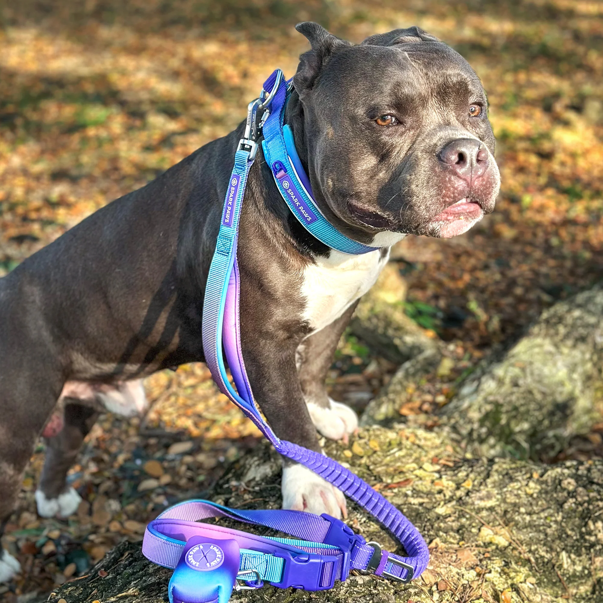 Martingale Collar and Multipurpose Leash Sets - Image 20