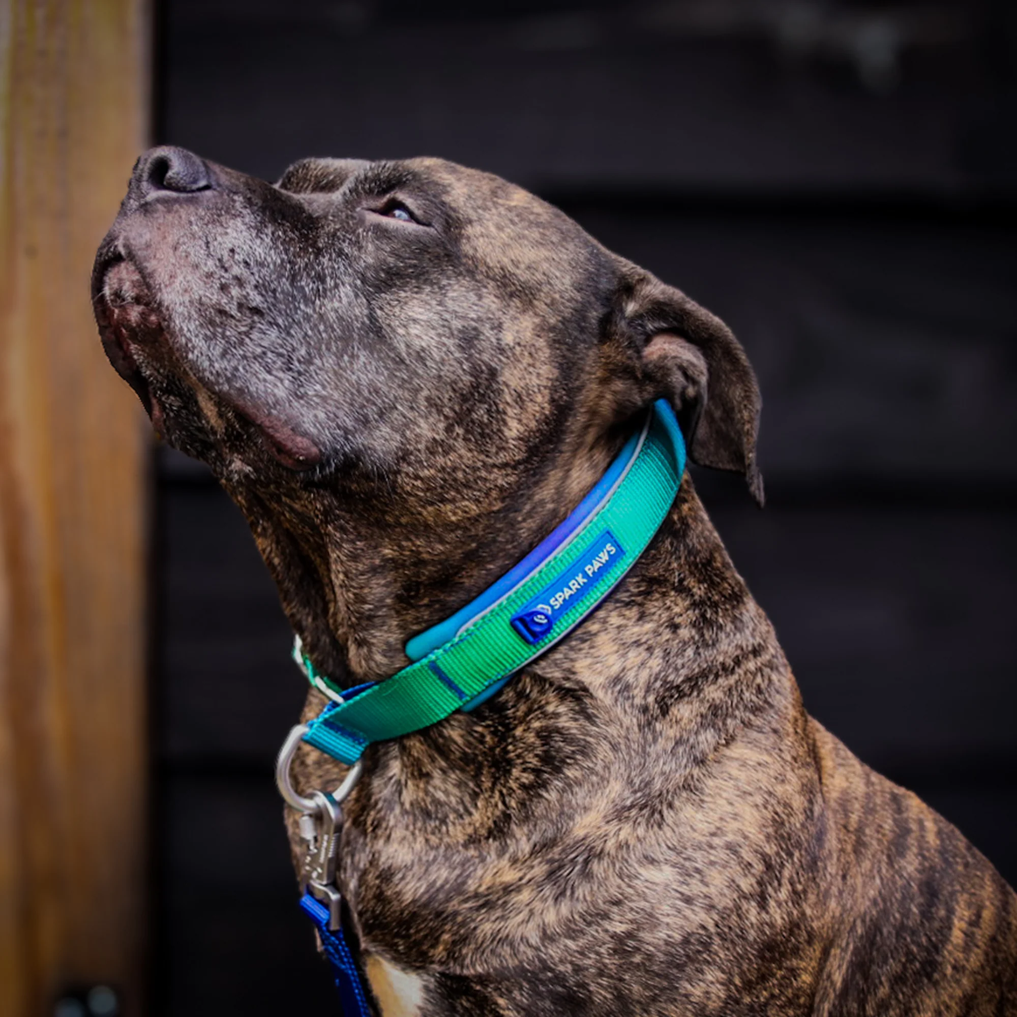 Martingale Collar Set - Lime Wave - Image 10