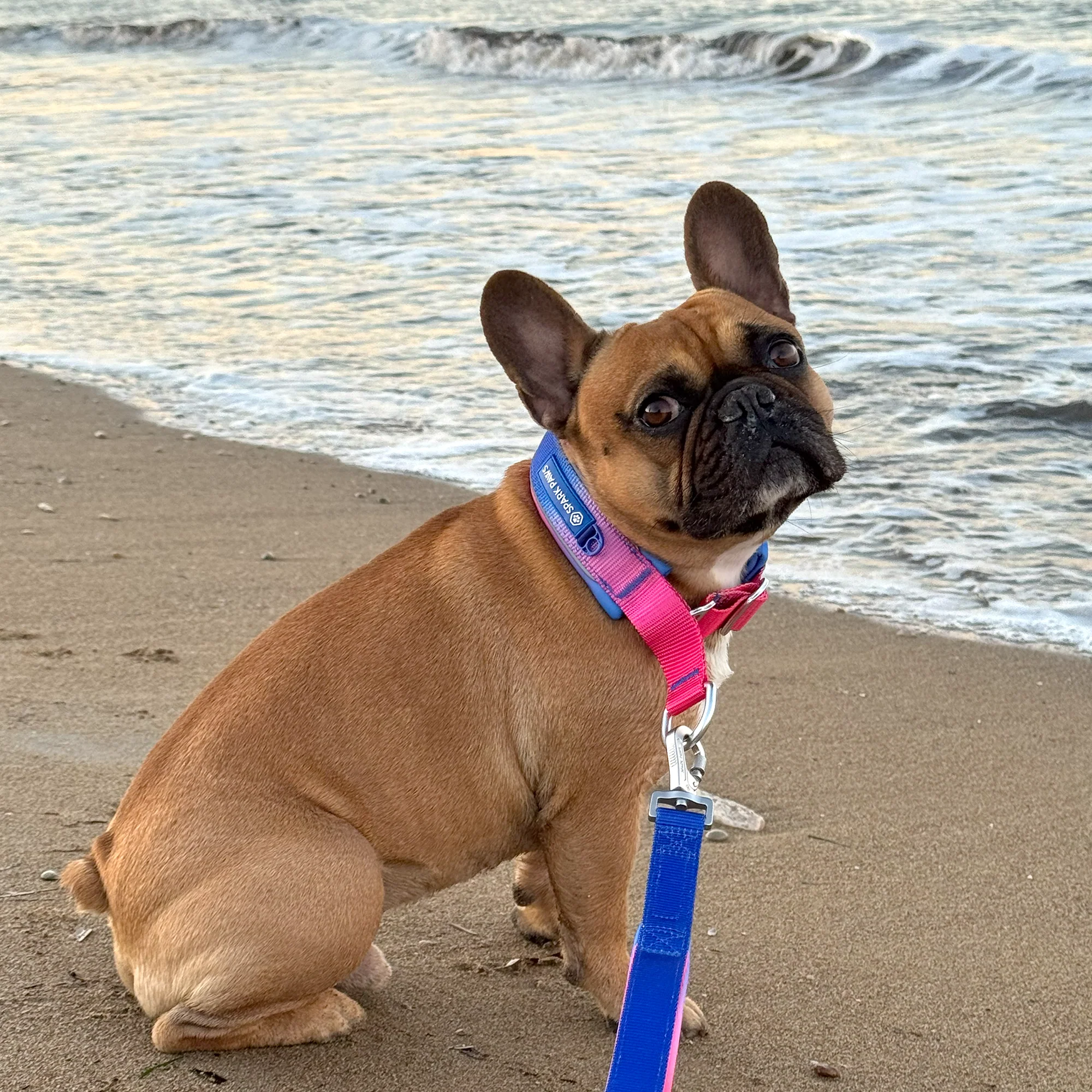 Martingale Collar Sets - Image 9
