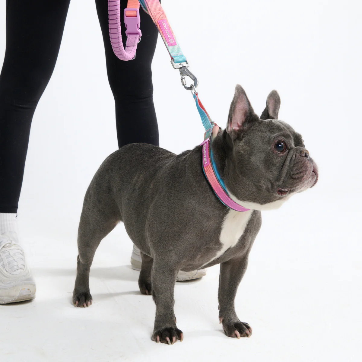 Cushioned Martingale Collars - Image 16