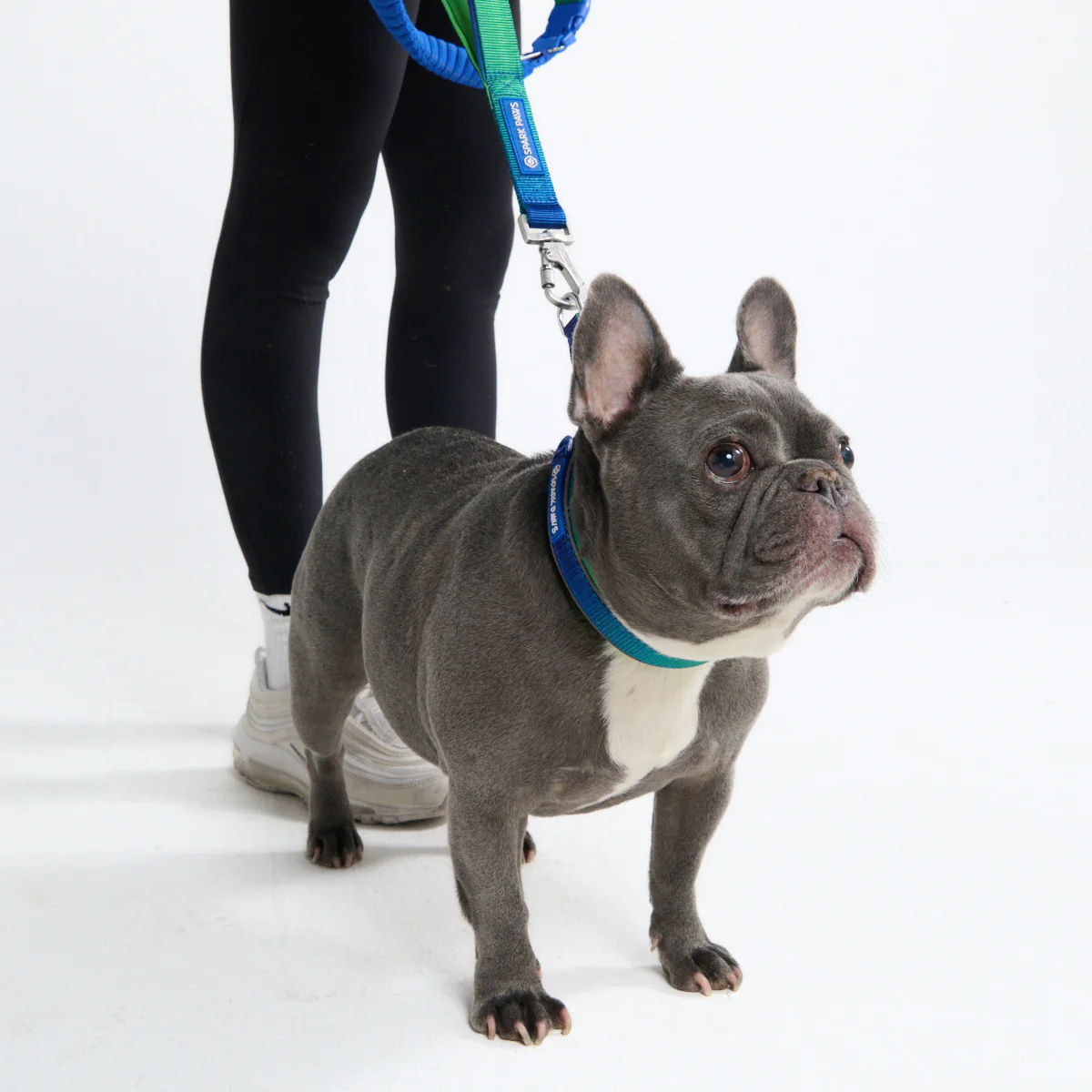 Multipurpose Seatbelt Handsfree Leash & Poop Bag Holder Set - Image 24