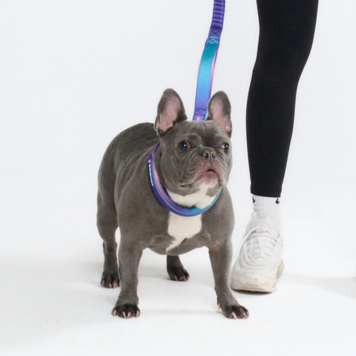 Multipurpose Seatbelt Handsfree Leash & Poop Bag Holder Set - Image 8