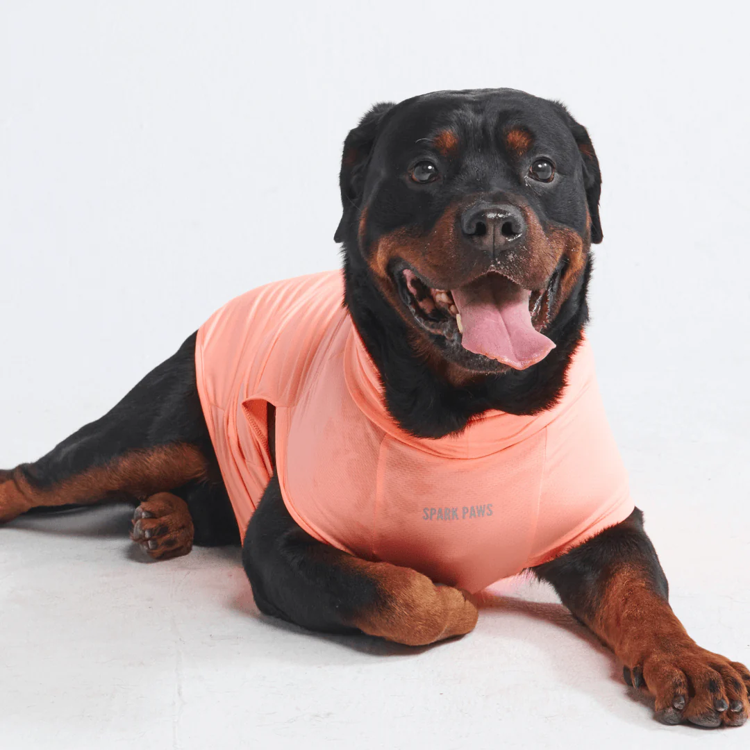 Sunblock Dog T-Shirts - Image 27
