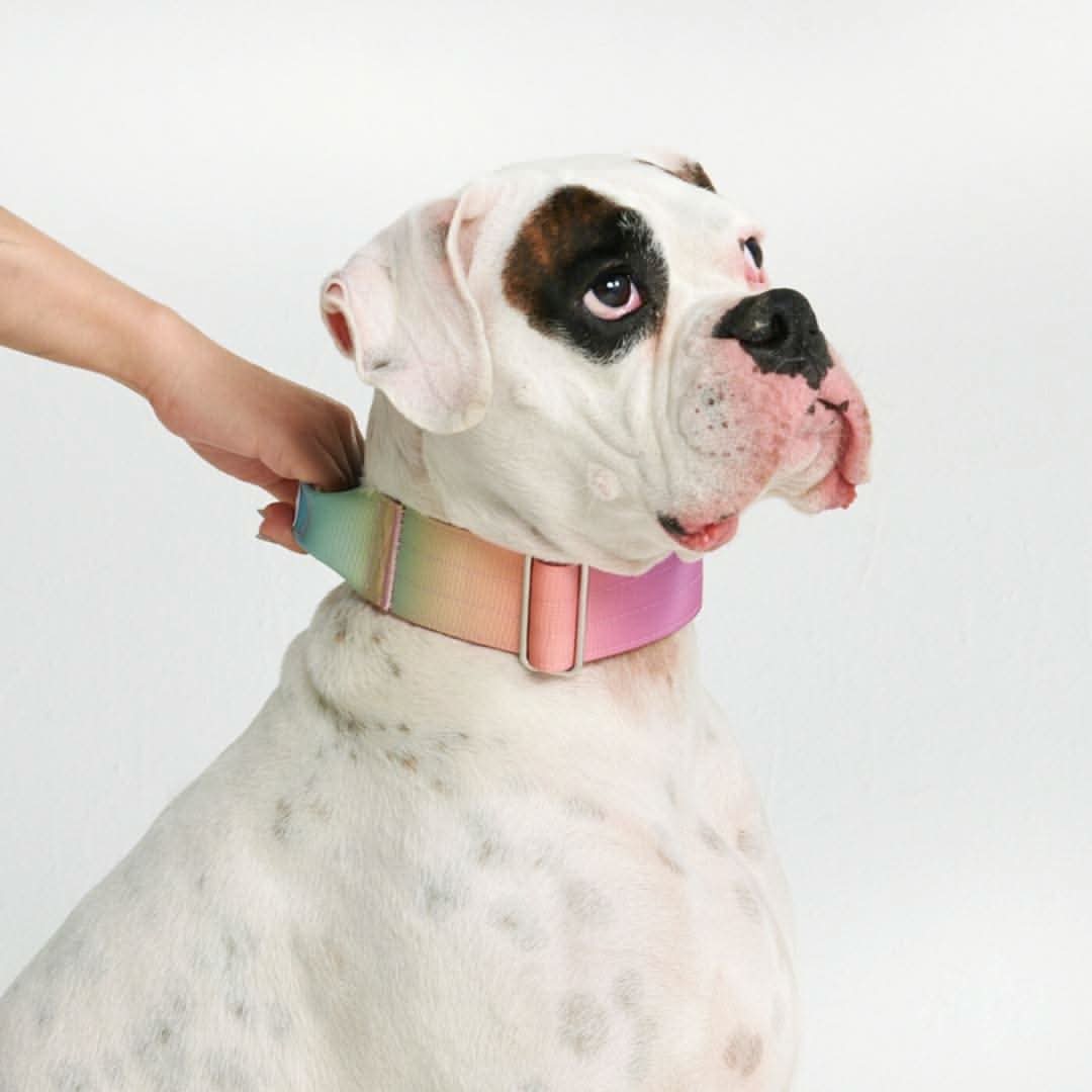 Comfort Control Dog Collars - Image 22