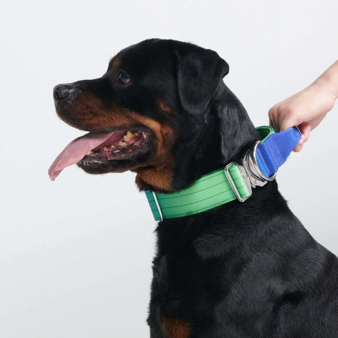 Comfort Control Dog Collars - Image 27