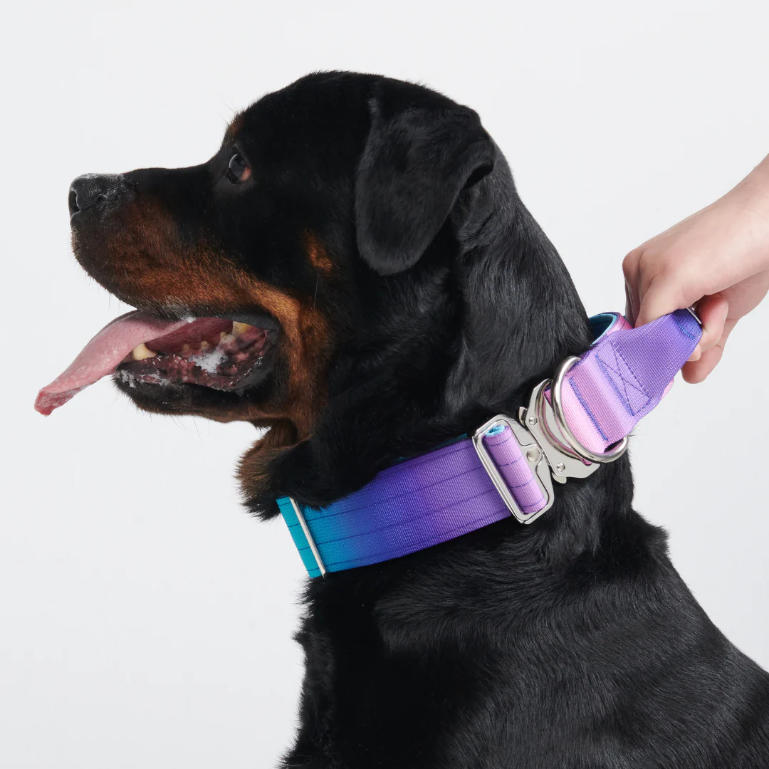 Comfort Control Dog Collars - Image 9